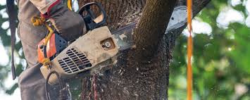 Best Weed Control  in Harrogate, TN
