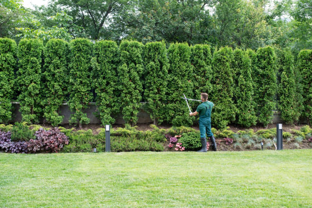 Best Seasonal Cleanup (Spring/Fall)  in Harrogate, TN