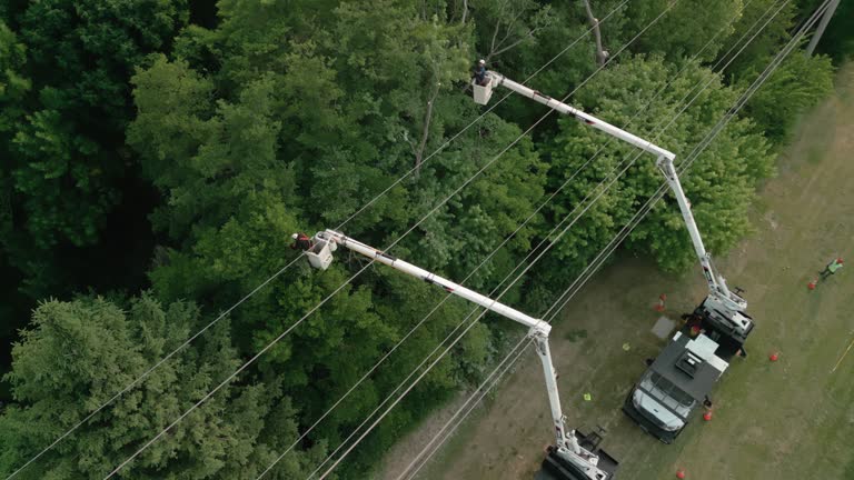 Best Fruit Tree Pruning  in Harrogate, TN