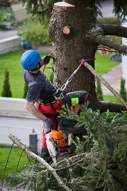 Best Arborist Consultation Services  in Harrogate, TN