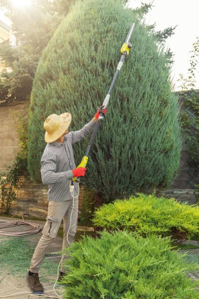 Best Lawn Grading and Leveling  in Harrogate, TN