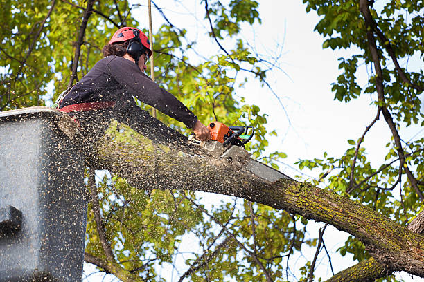 Best Weed Control  in Harrogate, TN