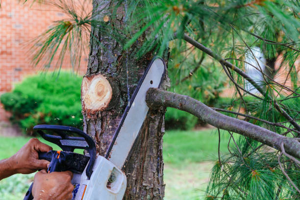 Best Tree Maintenance Programs  in Harrogate, TN